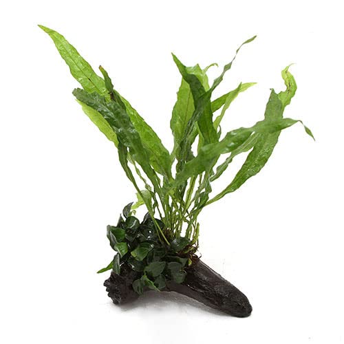 Amazon.co.jp: （水草）アヌビアスナナ プチ＆ミクロソリウム